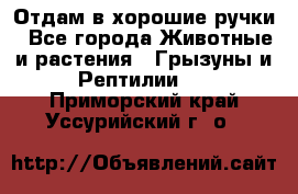 Отдам в хорошие ручки - Все города Животные и растения » Грызуны и Рептилии   . Приморский край,Уссурийский г. о. 